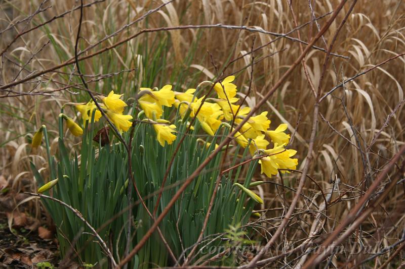 Daffodils, Cloudehill Gardens IMG_6686.JPG